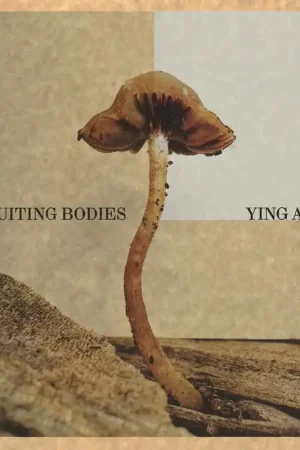 Koopje FRUITING BODIES
