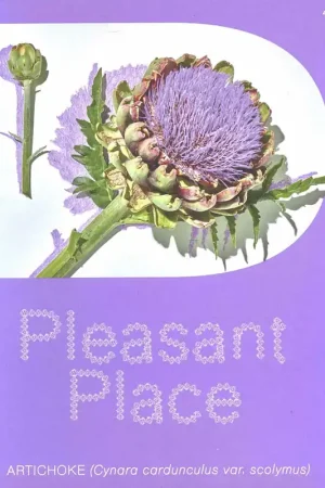 Exclusieve Aanbieding Pleasant Place 4. Artichoke (Cynara cardunculus var. scolymus)