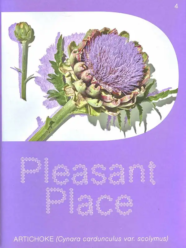 Exclusieve Aanbieding Pleasant Place 4. Artichoke (Cynara cardunculus var. scolymus)