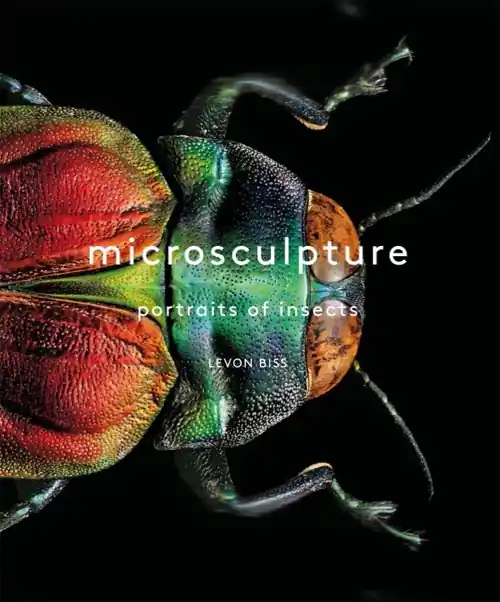 microsculpture Dagaanbieding